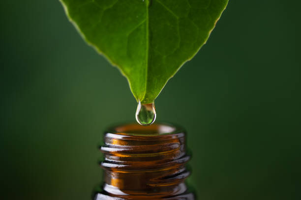 Leaf extract dropping into a herbal oil bottle